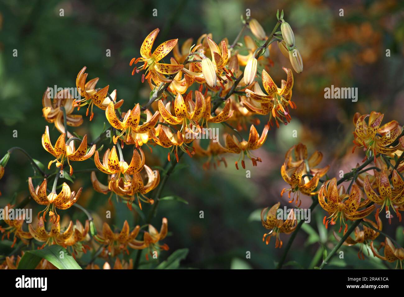 Japanische turks Mützenlilie in Blüte. Stockfoto