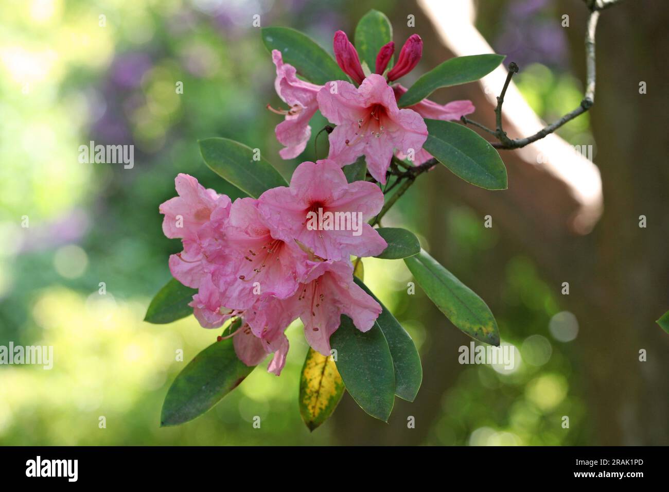 Rhododendron Pink Pearl in Blume. Stockfoto