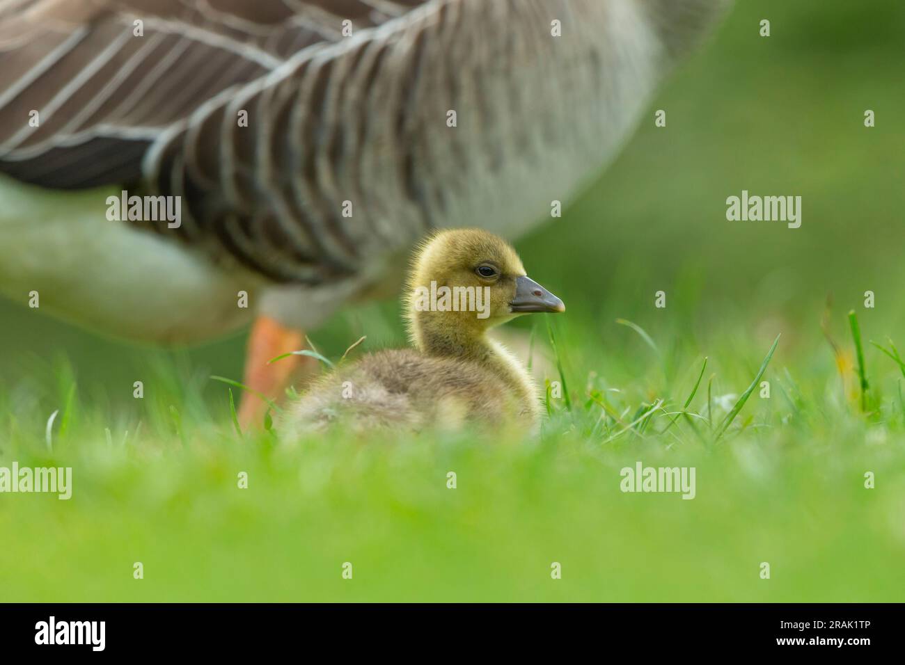 Greylag Goose Anser, Erwachsene mit Küken, Knepp Wildland, West Sussex, Vereinigtes Königreich, Mai Stockfoto
