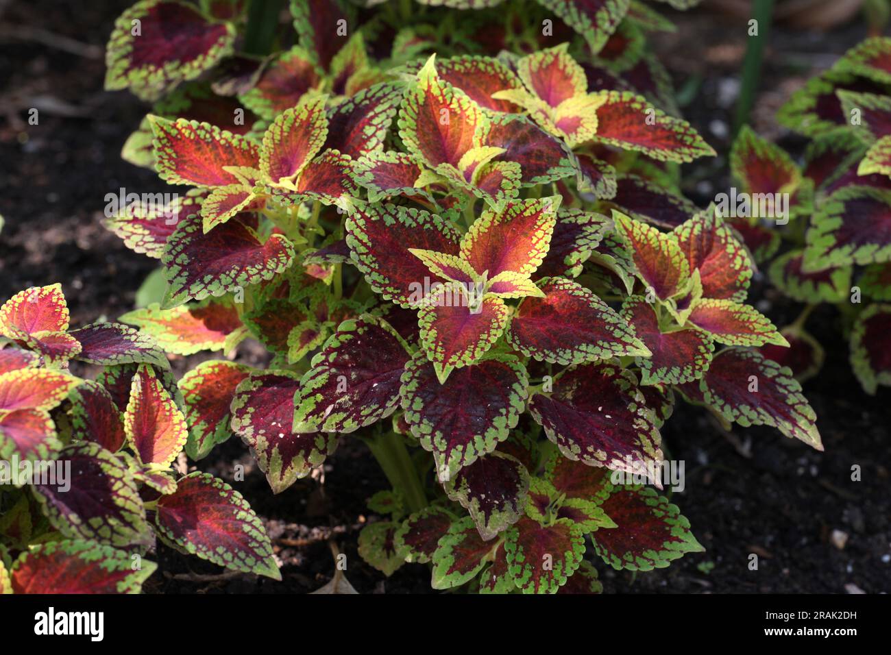 Die karmesinroten und kalkfarbenen Blätter des Coleus Solenostemon Red Zwarf. Stockfoto