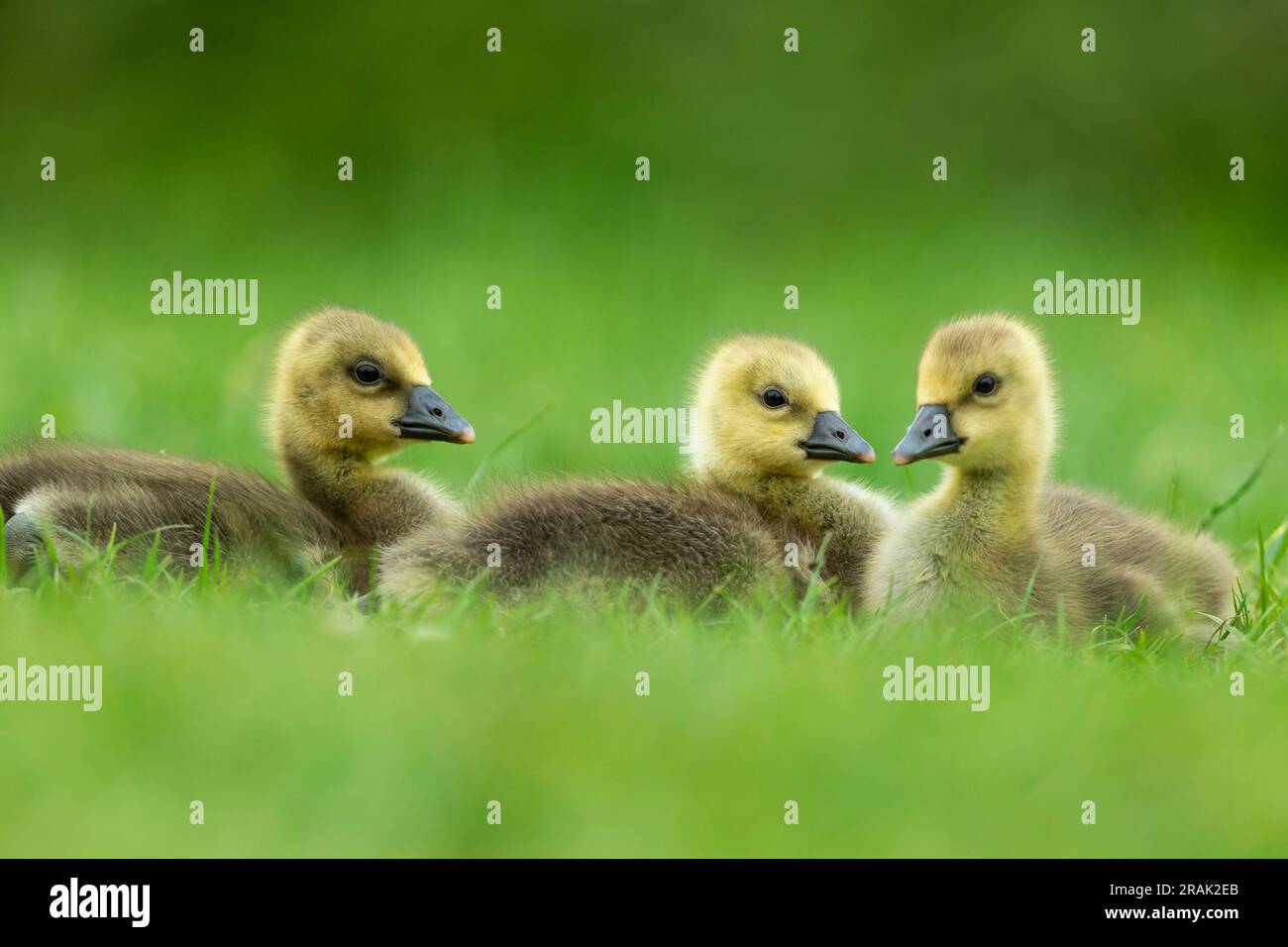 Greylag Goose Anser anser, Chicks rusting, Knepp Wildland, West Sussex, Vereinigtes Königreich, Mai Stockfoto