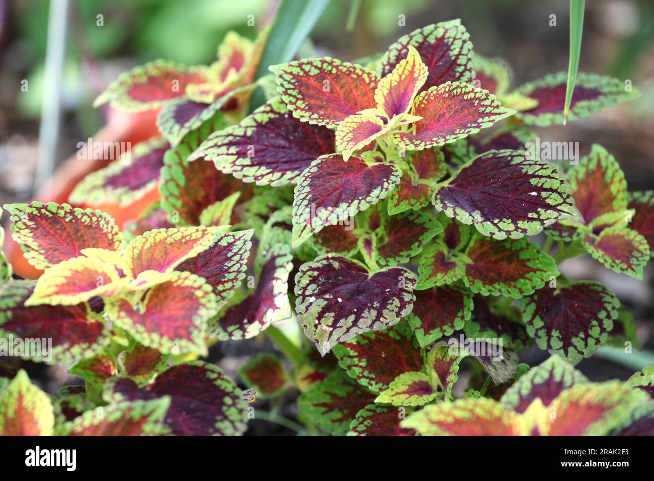 Die karmesinroten und kalkfarbenen Blätter des Coleus Solenostemon Red Zwarf. Stockfoto