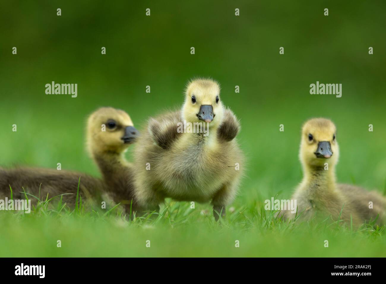 Greylag Goose Anser anser, Chicks rusting, Knepp Wildland, West Sussex, Vereinigtes Königreich, Mai Stockfoto