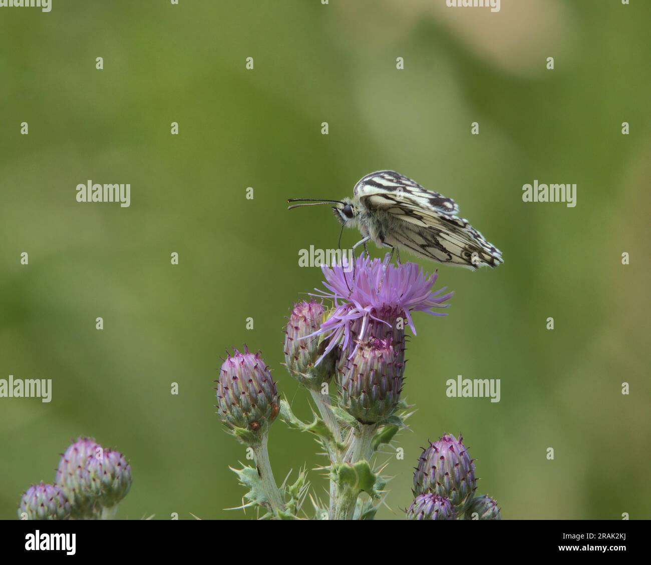 Ein weißer marmorierter Schmetterling auf einer Distelblume. Stockfoto