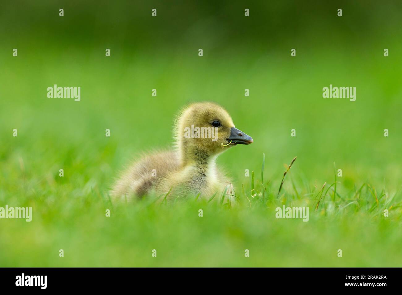 Greylag Goose Anser anser, Chick Resting, Knepp Wildland, West Sussex, Vereinigtes Königreich, Mai Stockfoto