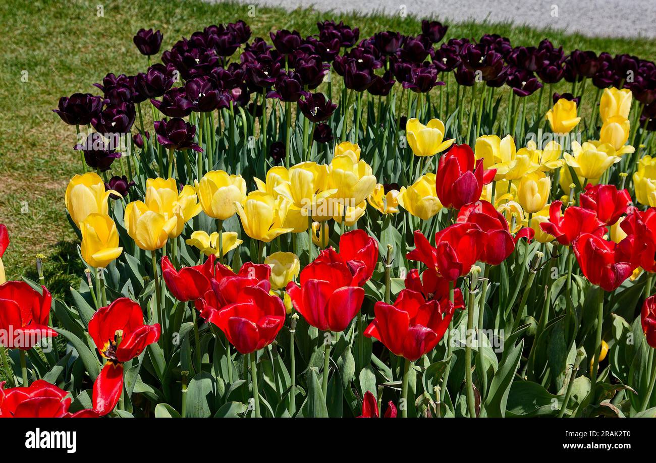 tulpenbett, gelb, rot, dunkelviolett, Blumen, Kultiviert, Zwiebeln, bunt, grüne Stiele und Blätter, Natur, Pennsylvania, Frühling Stockfoto