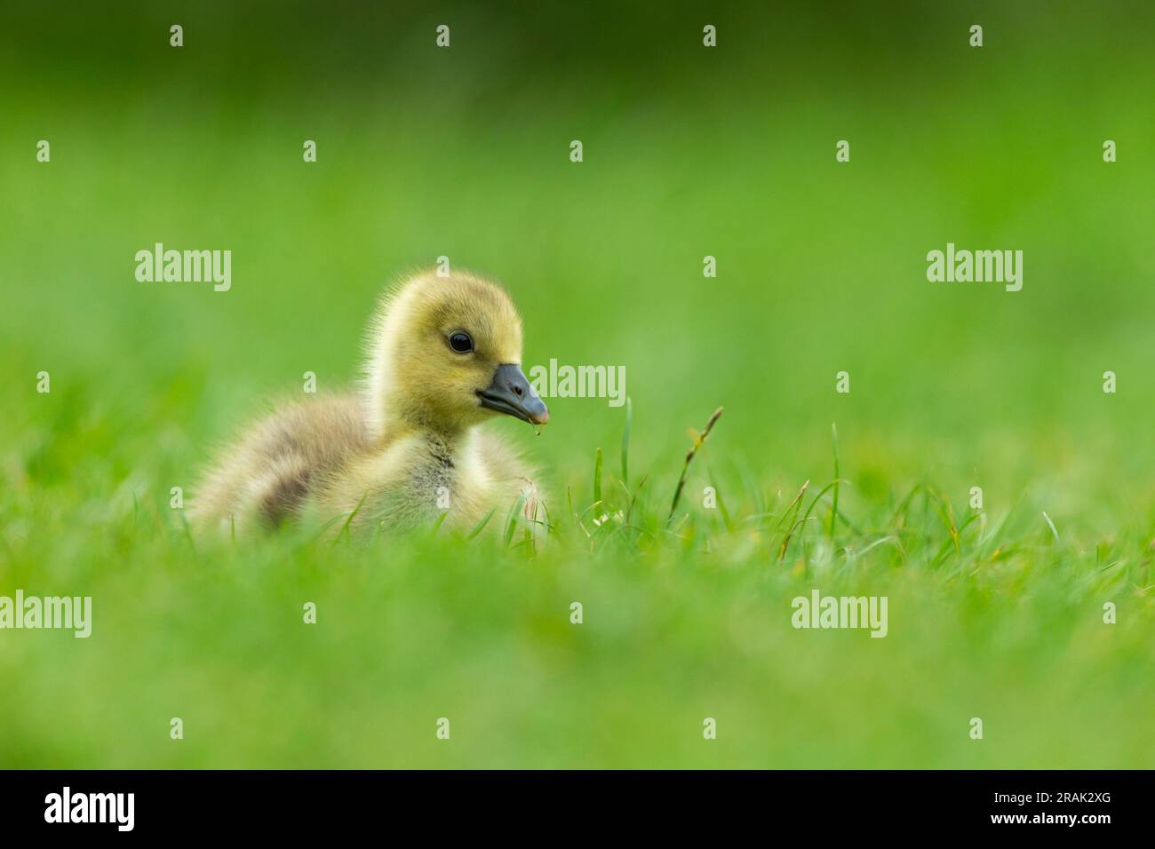 Greylag Goose Anser anser, Chick Resting, Knepp Wildland, West Sussex, Vereinigtes Königreich, Mai Stockfoto