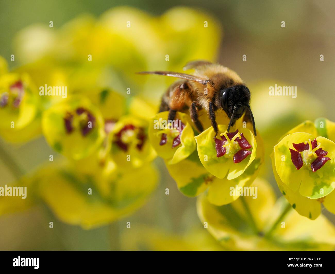 Makro der Honigbiene (APIs), die sich von gelben Euphorbieblumen ernährt Stockfoto