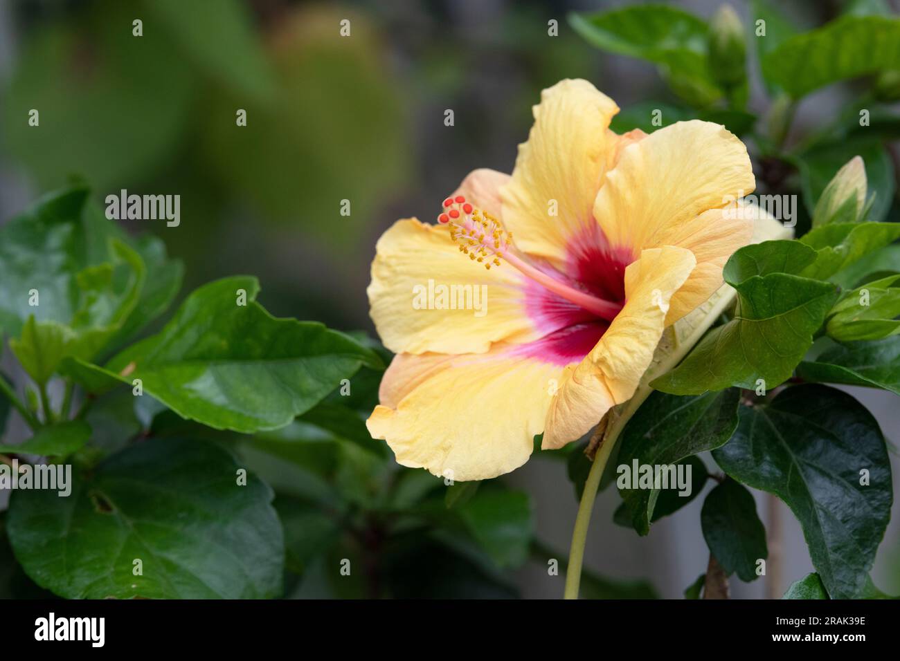 Hibiscus Rosa Sinensis. Hibiskusblüte Stockfoto