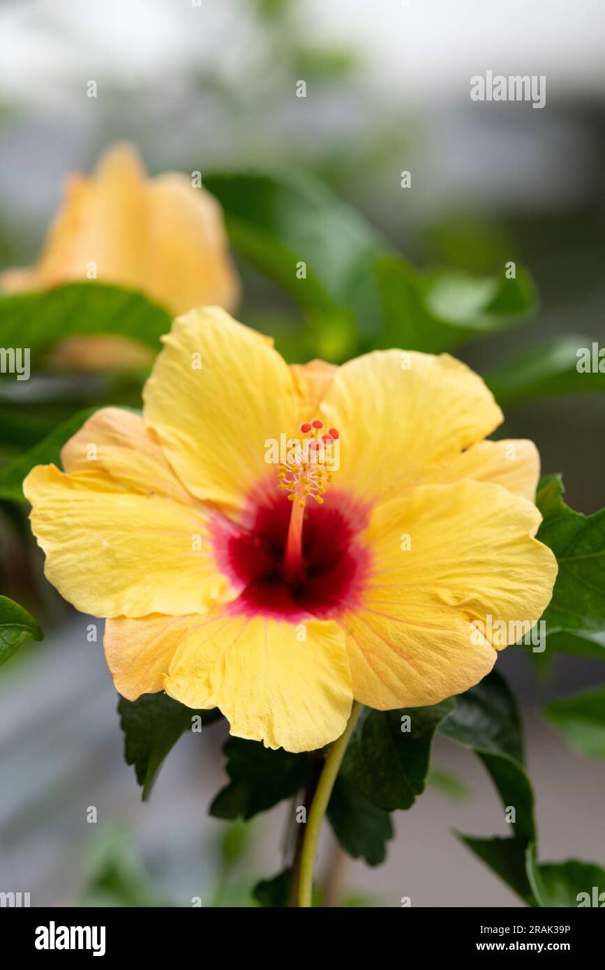Malve hibiscus rosa sinensis Fotos und Bildmaterial in hoher