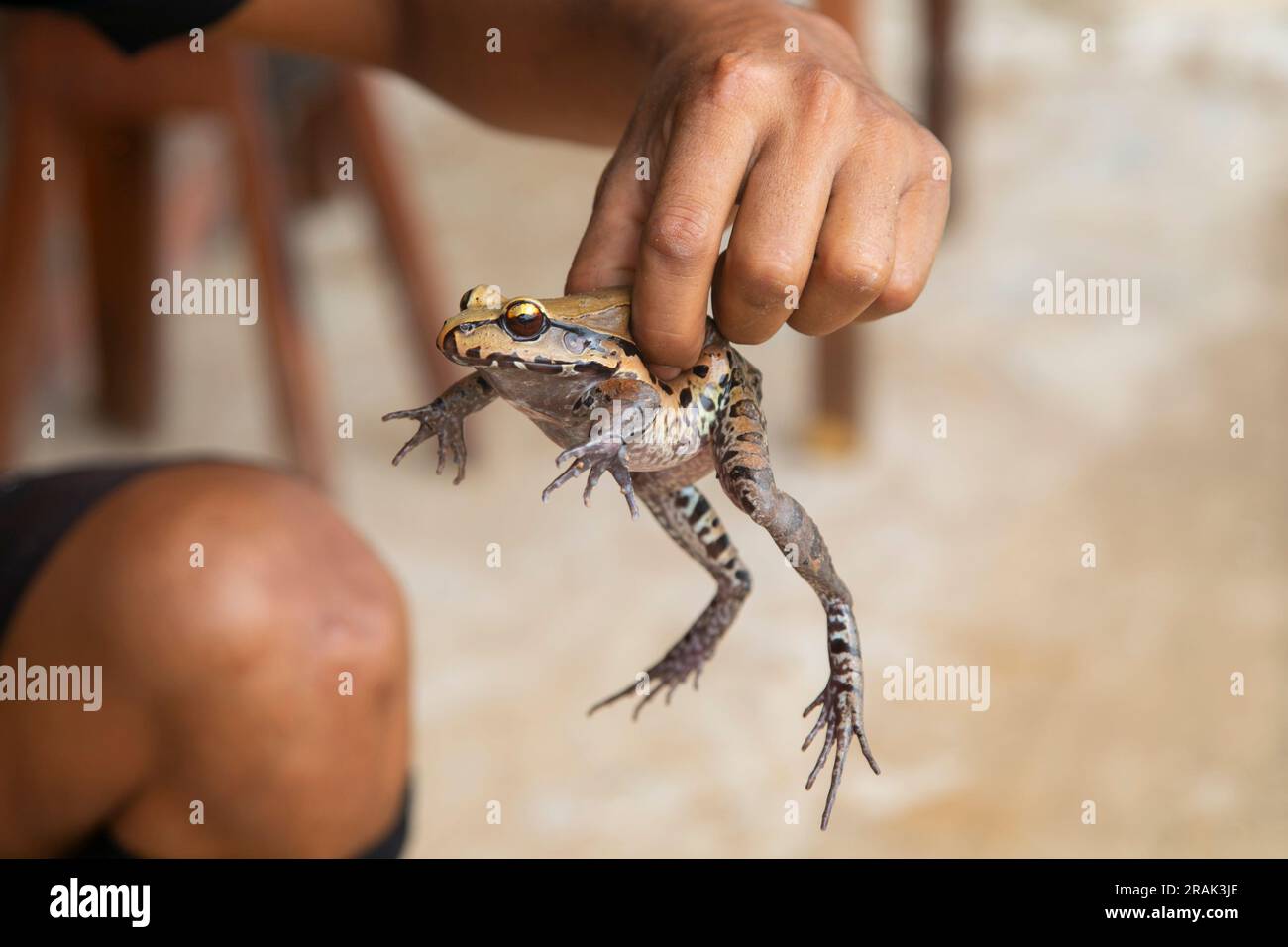 Rezept für Dschungelfrosch. Die Patarashca besteht aus einem Gericht mit Zutaten aus der Region, verpackt in Bidschaoblätter, die auf den Kohlen gekocht werden. Stockfoto