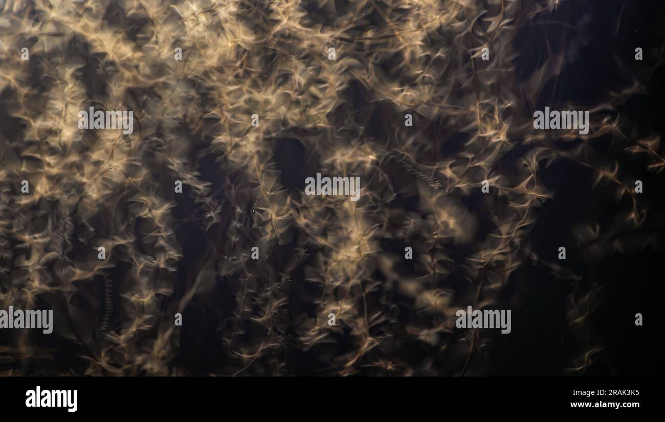 Wunderschöne Bewegungsunschärfe abstrakter Hintergrund fliegender Termiten (Alates) unter dem Regen Stockfoto