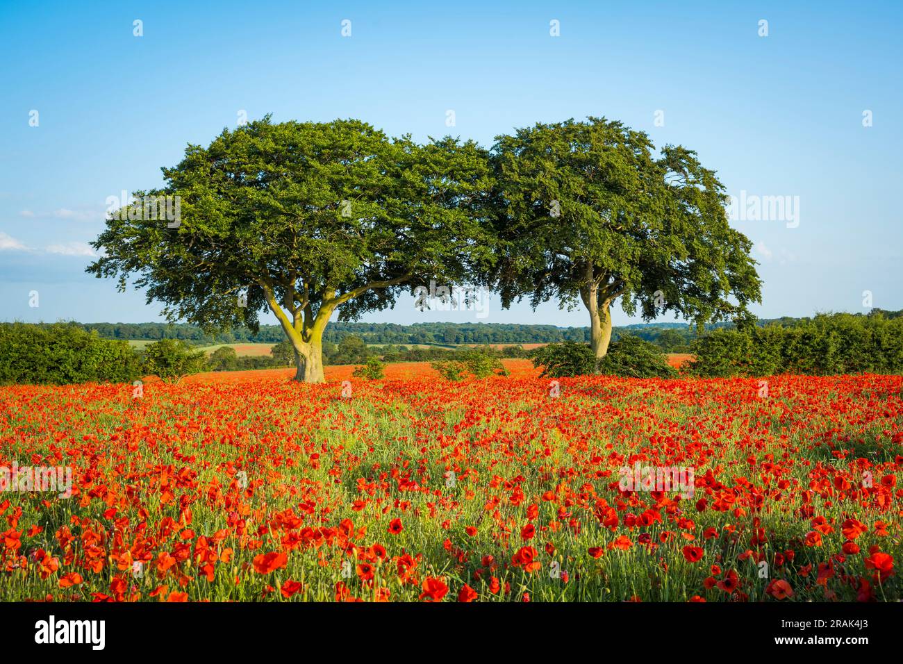 Zwei Bäume auf einem Mohnfeld im Sommer. Stockfoto