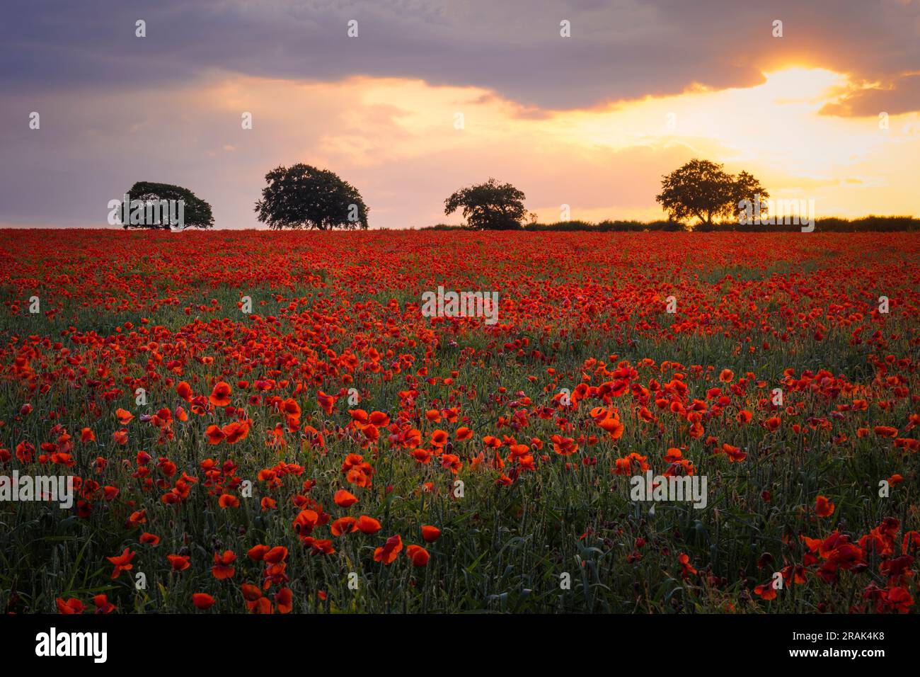 Sonnenaufgang durch die Wolken über einem herrlichen Mohnfeld. Stockfoto