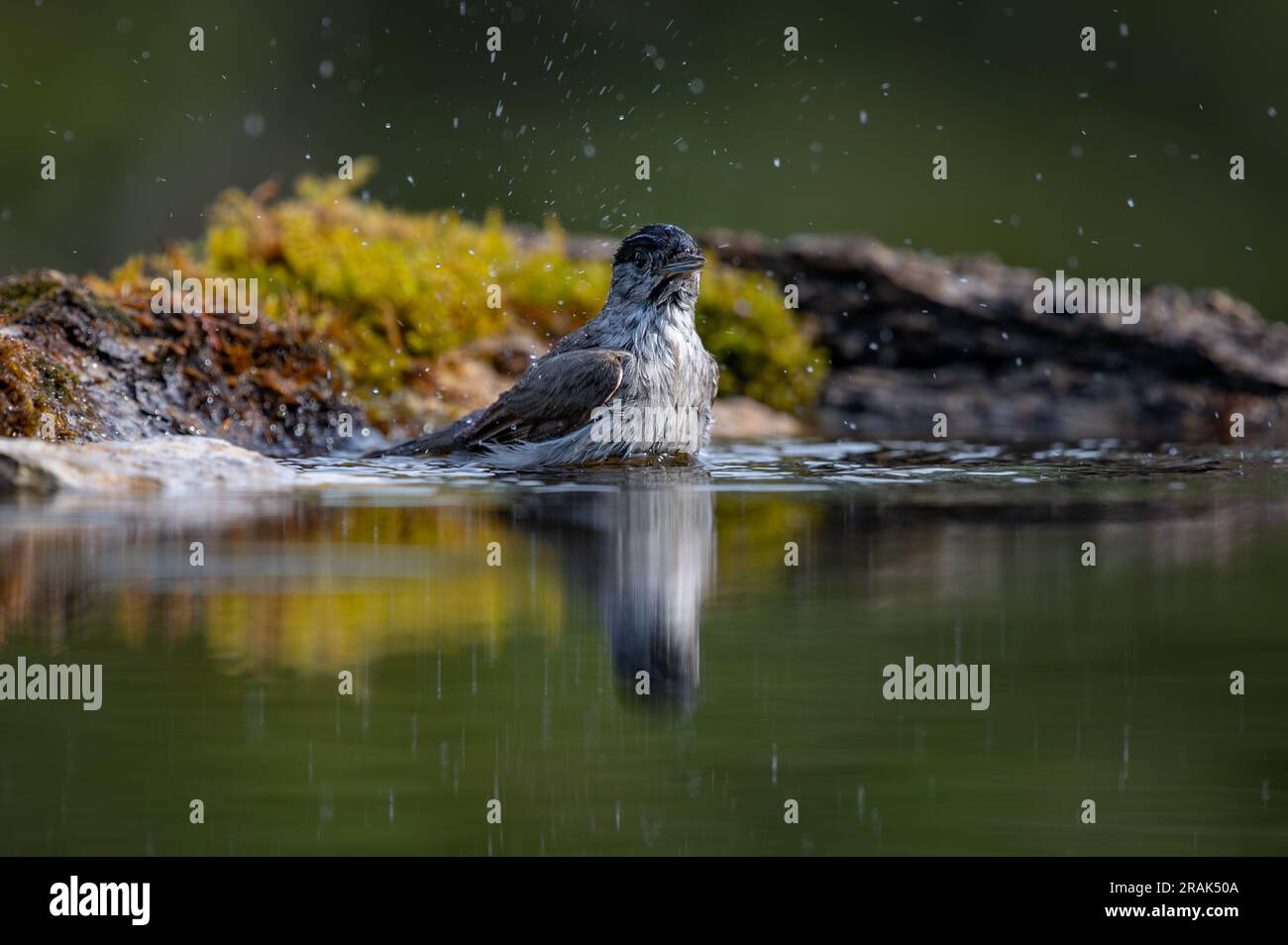 Männlicher Blackcap-Vogel, der ein Bad in einem Wasserbecken mit Reflexion nimmt Stockfoto