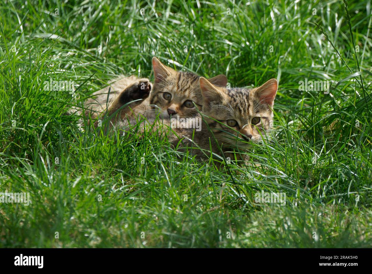 Ein Paar schottische Wildkatzen-Kätzchen-Felis silvestris silvestris. Stockfoto