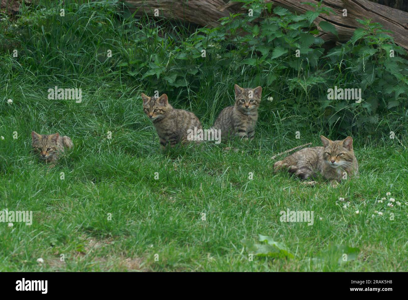 Schottische Wildkatze-Felis silvestris silvestris mit Kätzchen. Stockfoto