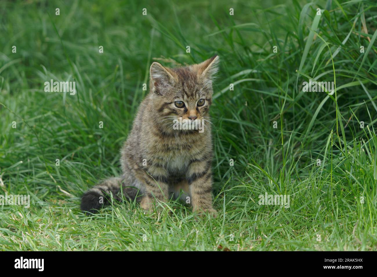 Schottische Wildkatze Felis silvestris silvestris. Stockfoto