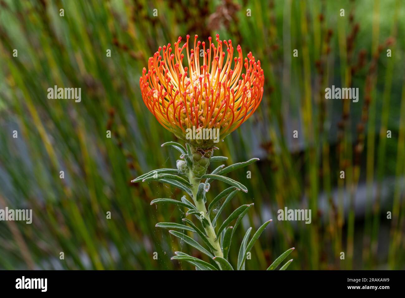 Orangenblüte von Pincushions oder Leucospermum condifolium. Stockfoto