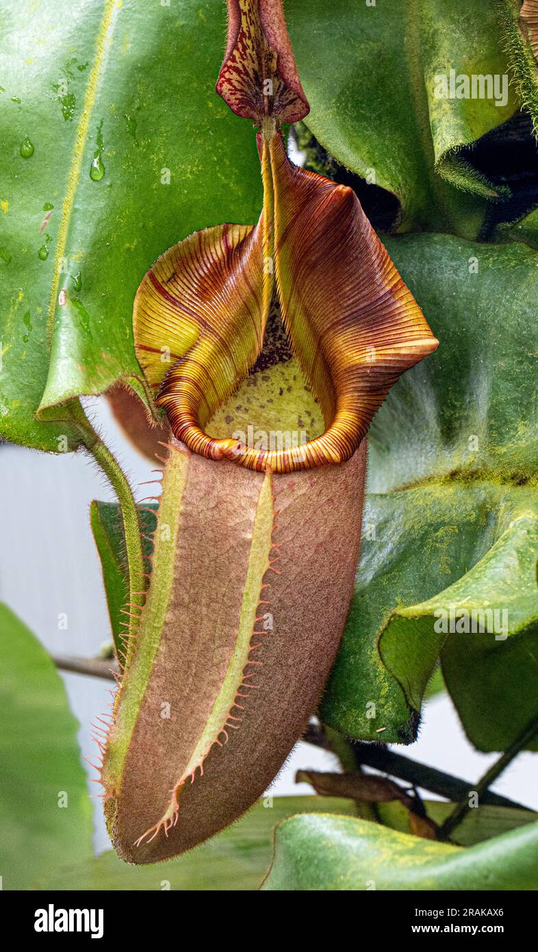Die Pitcher-Pflanze (Nepenthes veitchii x stenophylla), eine natürliche Hybride. Botanischer Garten, KIT Karlsruhe, Deutschland, Europa Stockfoto