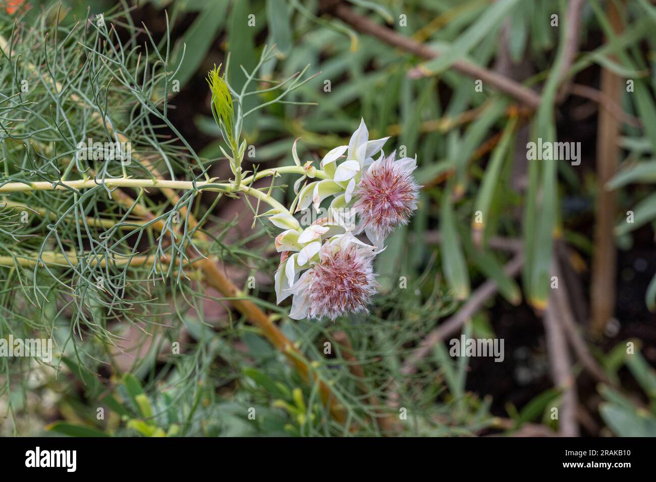 Blühende Blütenbraut Serruria florida Stockfoto