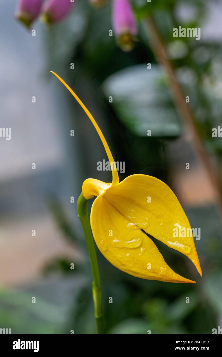 Masdevallia Coccinea Splendens, Orchidaceae. Stockfoto