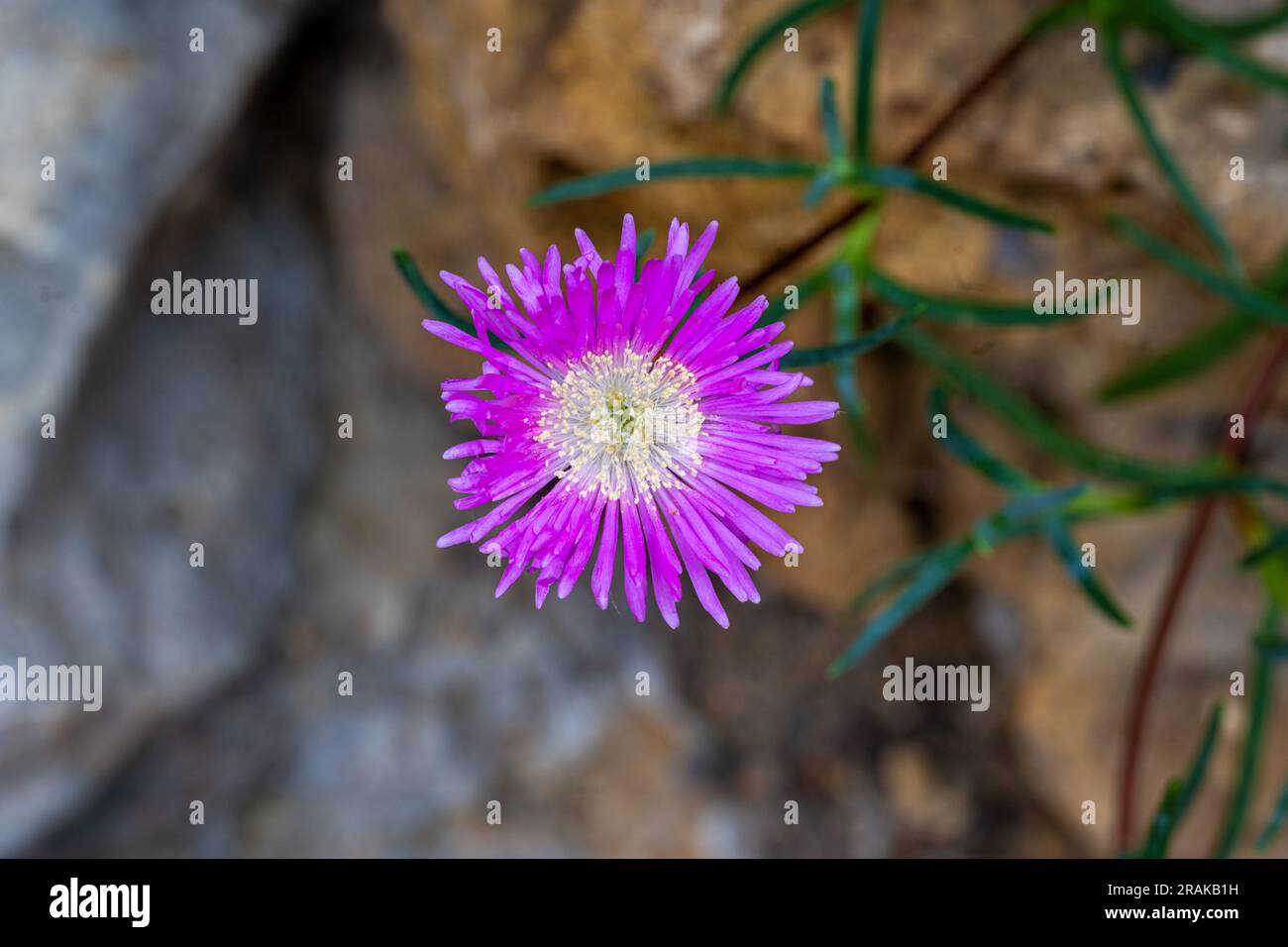 Hardy Rosa Eis Pflanze (Delosperma Cooperi, Mesembryanthemum Cooperi) blühen, ursprünglich aus Afrika Stockfoto