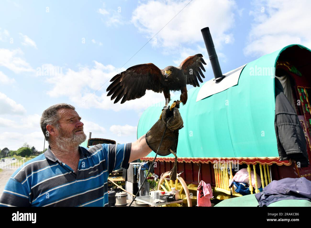 Romany-Reisender mit einem seiner Harris Hawks, der auf der Jagd nach Nahrung war. Stockfoto