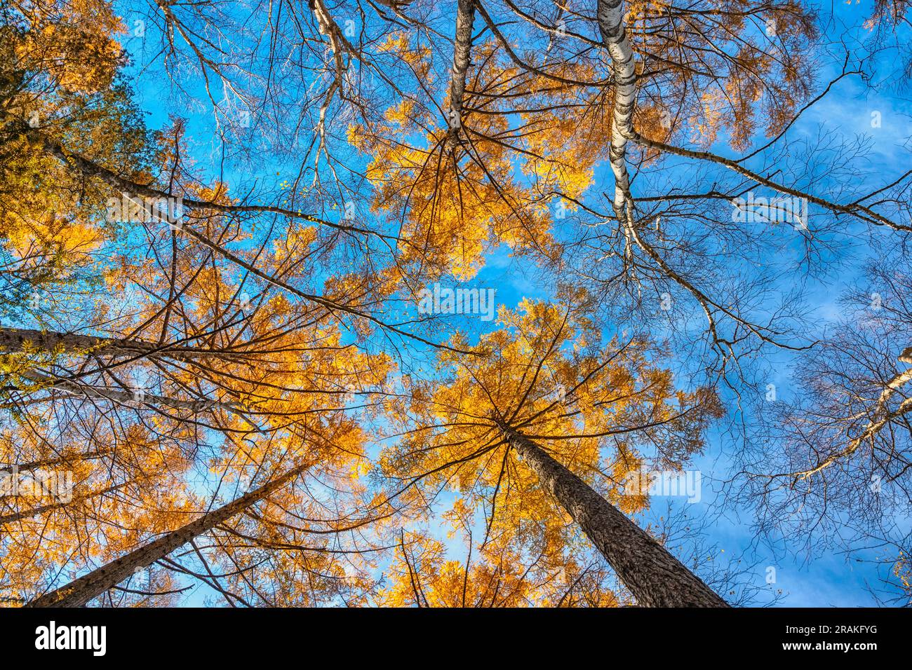 Blick auf die Pinien im Herbstwald mit gelb Und rote Blätter Laub Stockfoto
