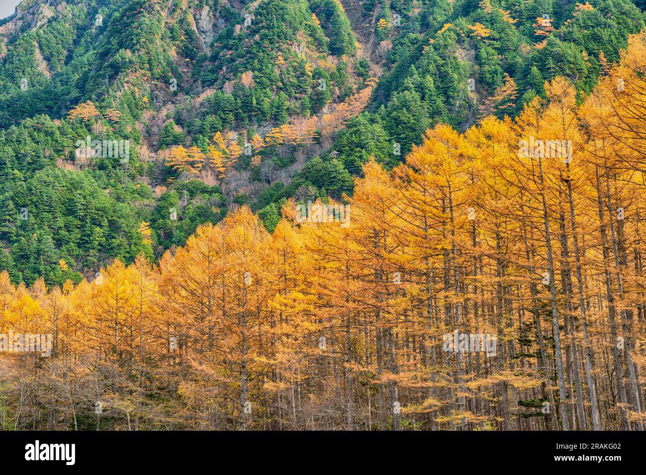Naturlandschaft der Waldberge in der Herbstsaison mit Pinienbäumen und gelber Laubkulisse Stockfoto