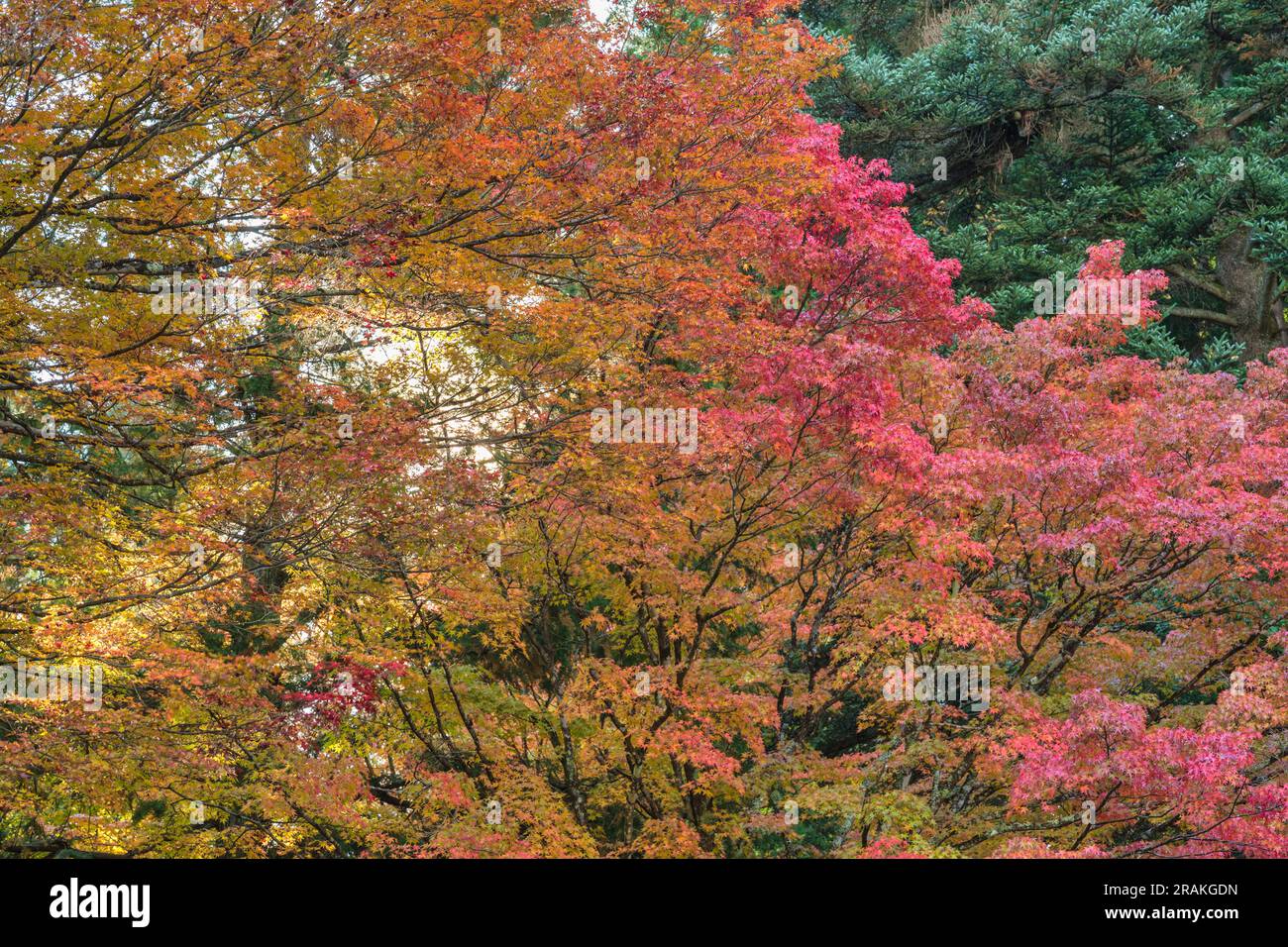 Naturlandschaft von Ahornblättern im Herbst Stockfoto