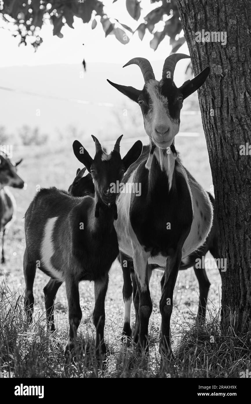 Die Ziegenfamilie auf der Sommerweide schaut in die Kamera Stockfoto