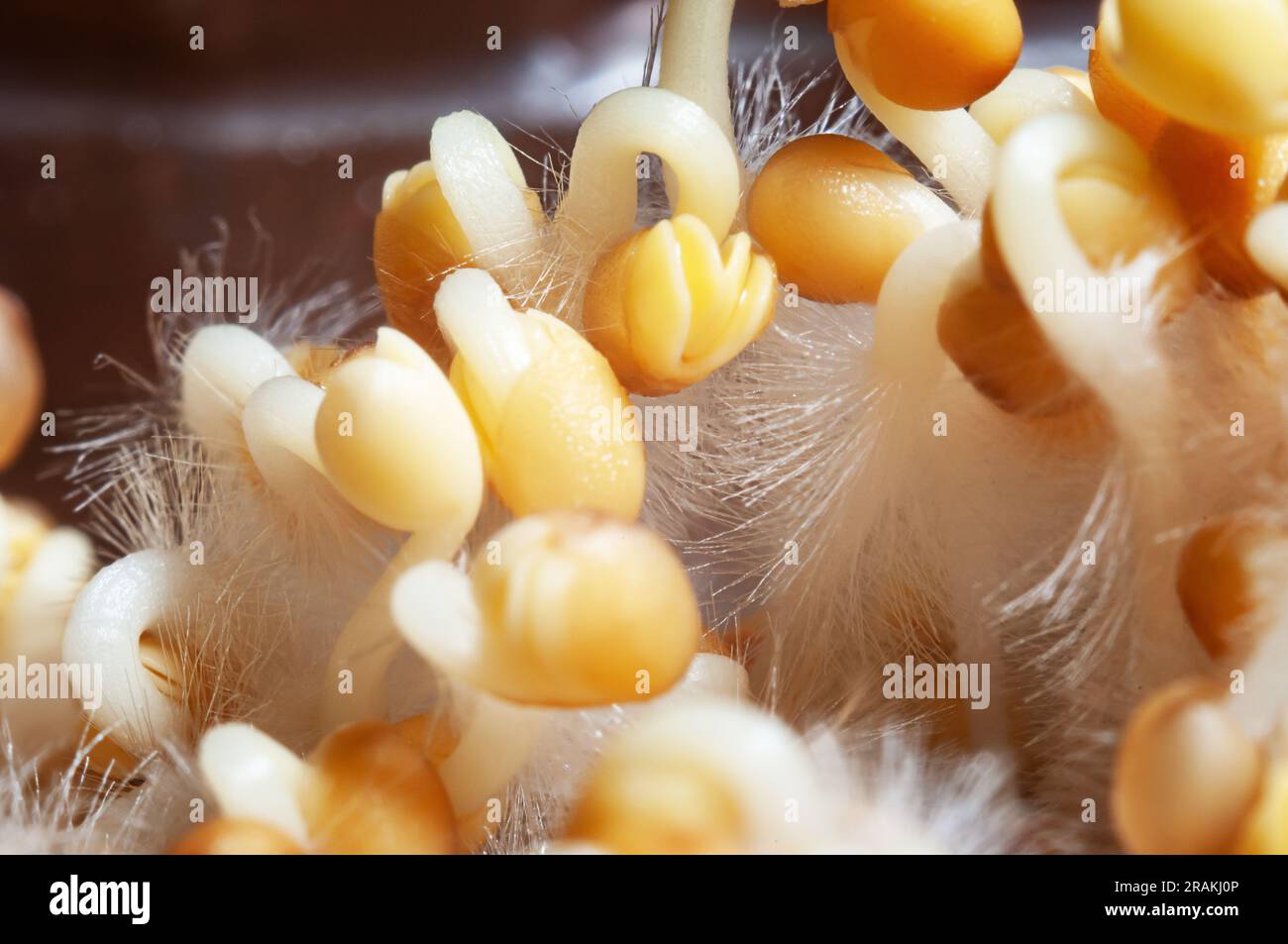 Nahaufnahme keimender mikrogrüner Samen. Konzept des Anbaus gesunder Ernährung. Stockfoto