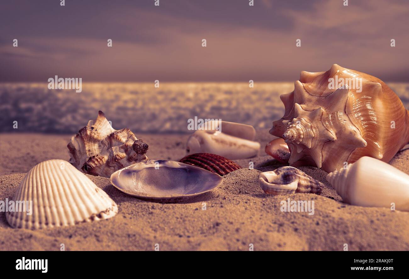 Nahaufnahme von Muscheln auf Sand am Strand bei spätem Sonnenuntergang. Meer, Wolken und Himmel als Hintergrund. Sommerkonzept mit Kopierbereich. Stockfoto