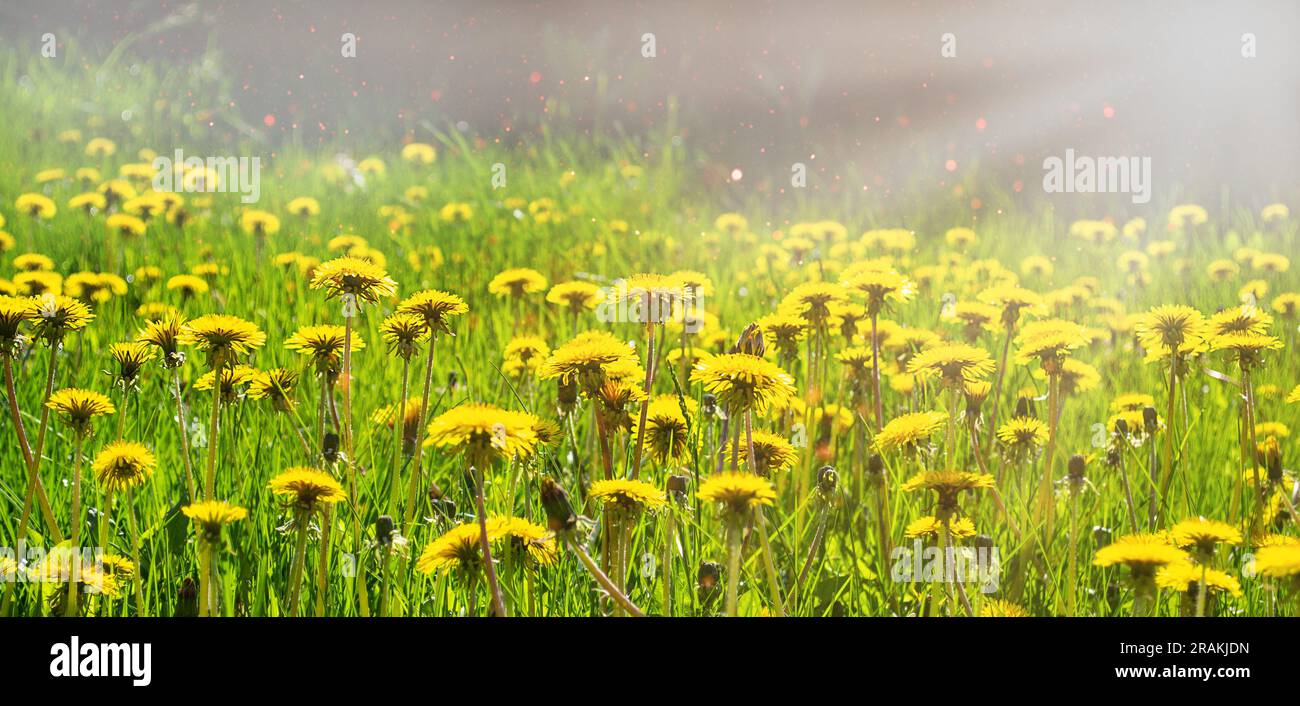 Natürliche Sommerlandschaft mit grünem Gras und gelben Löwenzahnen Stockfoto