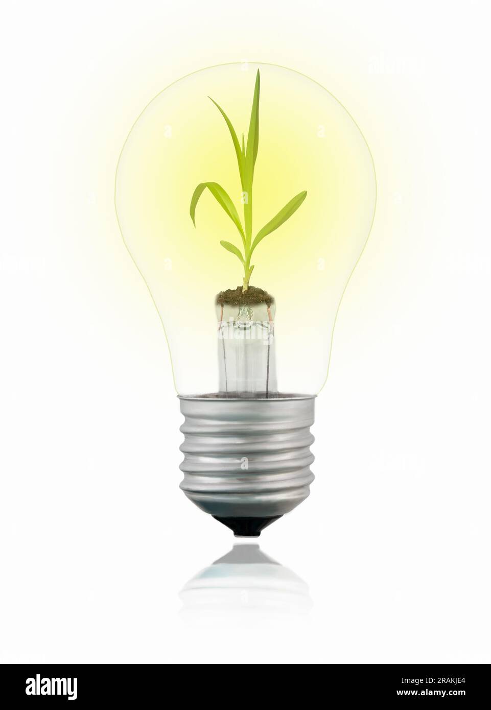 Lichtdurchlässige, isolierte Wolfram-Glühlampe mit Sprout innen auf weißem Hintergrund mit Reflexion. Konzept der grünen Energie. Stockfoto