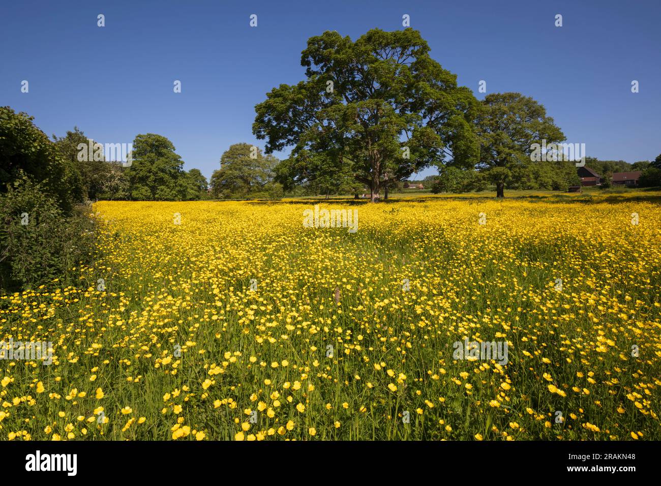 Auf einer Blumenwiese mit Eichenbäumen und blauem Himmel wachsende gelbe Butterblumen, Newbury, Berkshire, England, Vereinigtes Königreich, Europa Stockfoto