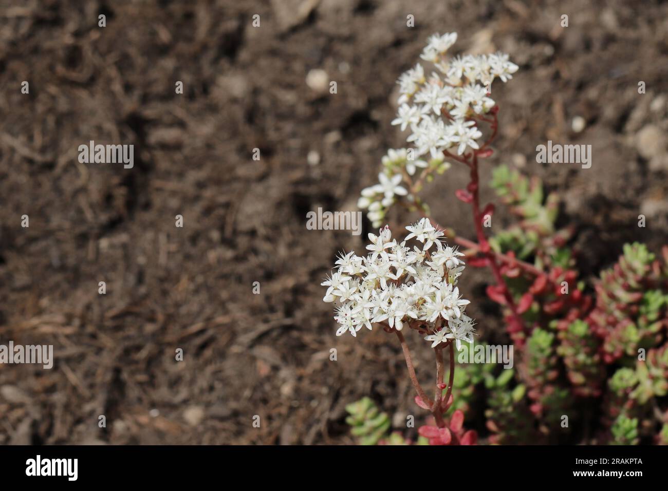 Nahaufnahme der wunderschönen weißen Blumen einer Sedum-Albumpflanze vor einem erdigen, verschwommenen Hintergrund, Blick von oben, Kopierbereich Stockfoto