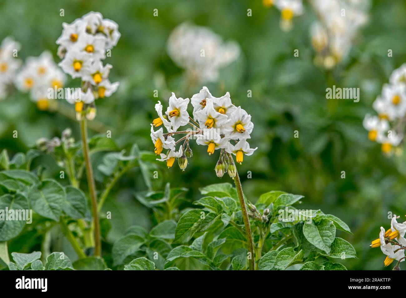 Kartoffelpflanzen (Solanum tuberosum) in Blüten auf dem Feld im Frühsommer Stockfoto