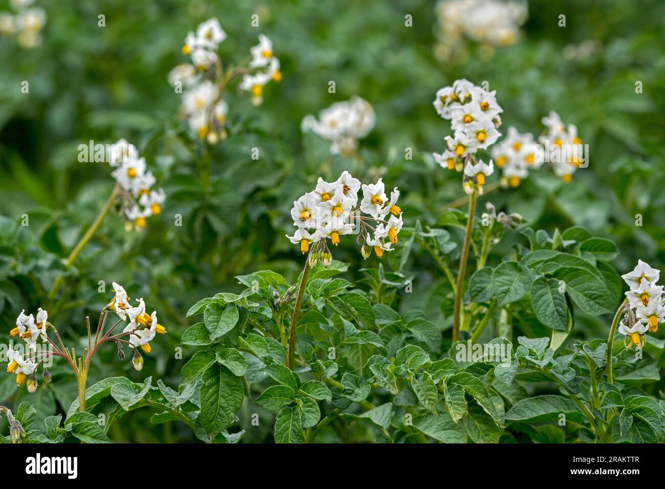 Kartoffelpflanzen (Solanum tuberosum) in Blüten auf dem Feld im Frühsommer Stockfoto