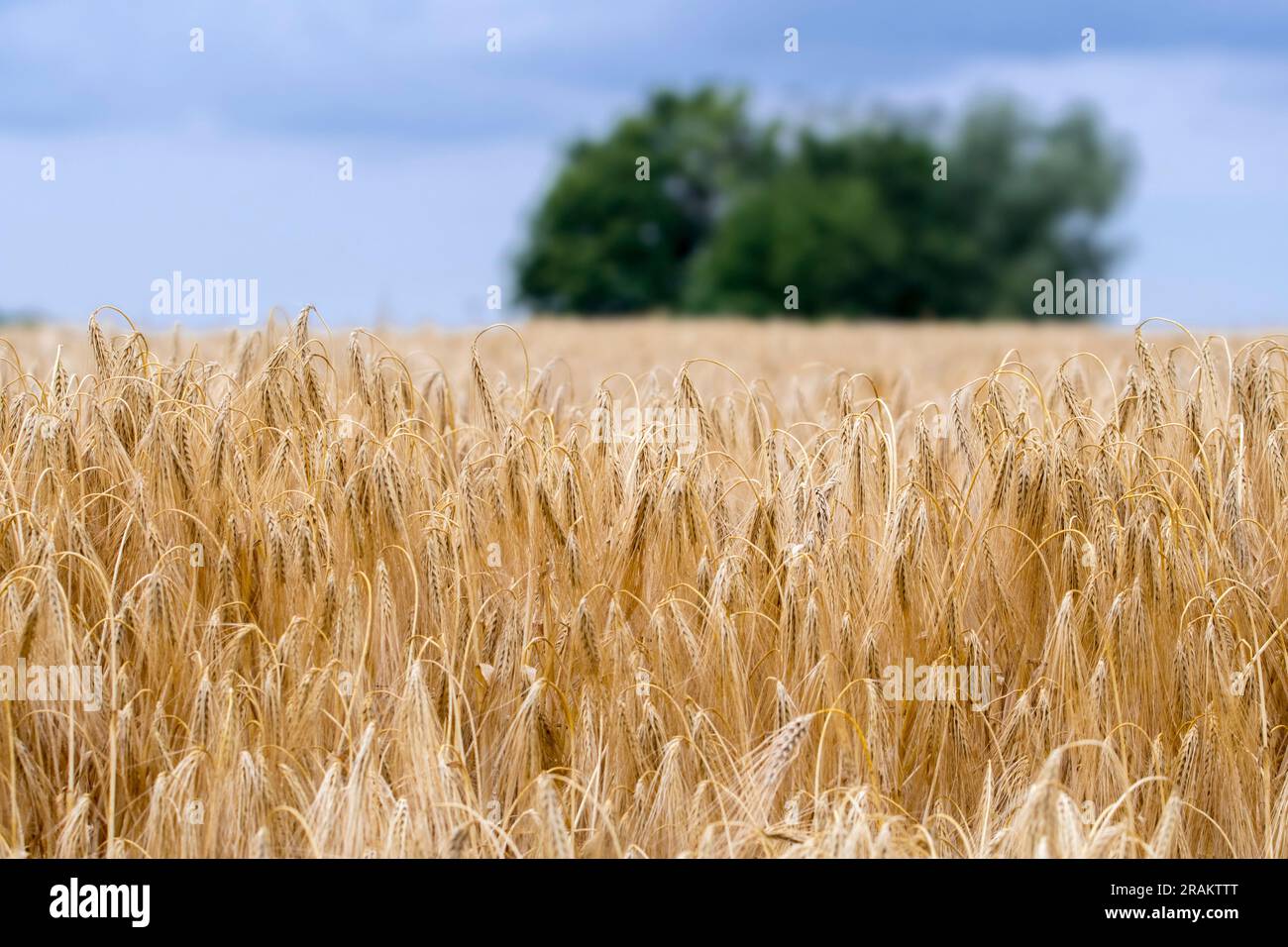 Reife Wintergerstenfelder (Hordeum vulgare) im Frühsommer, Getreide als Tierfutter und als vergärbares Material für Bier und Whisky Stockfoto