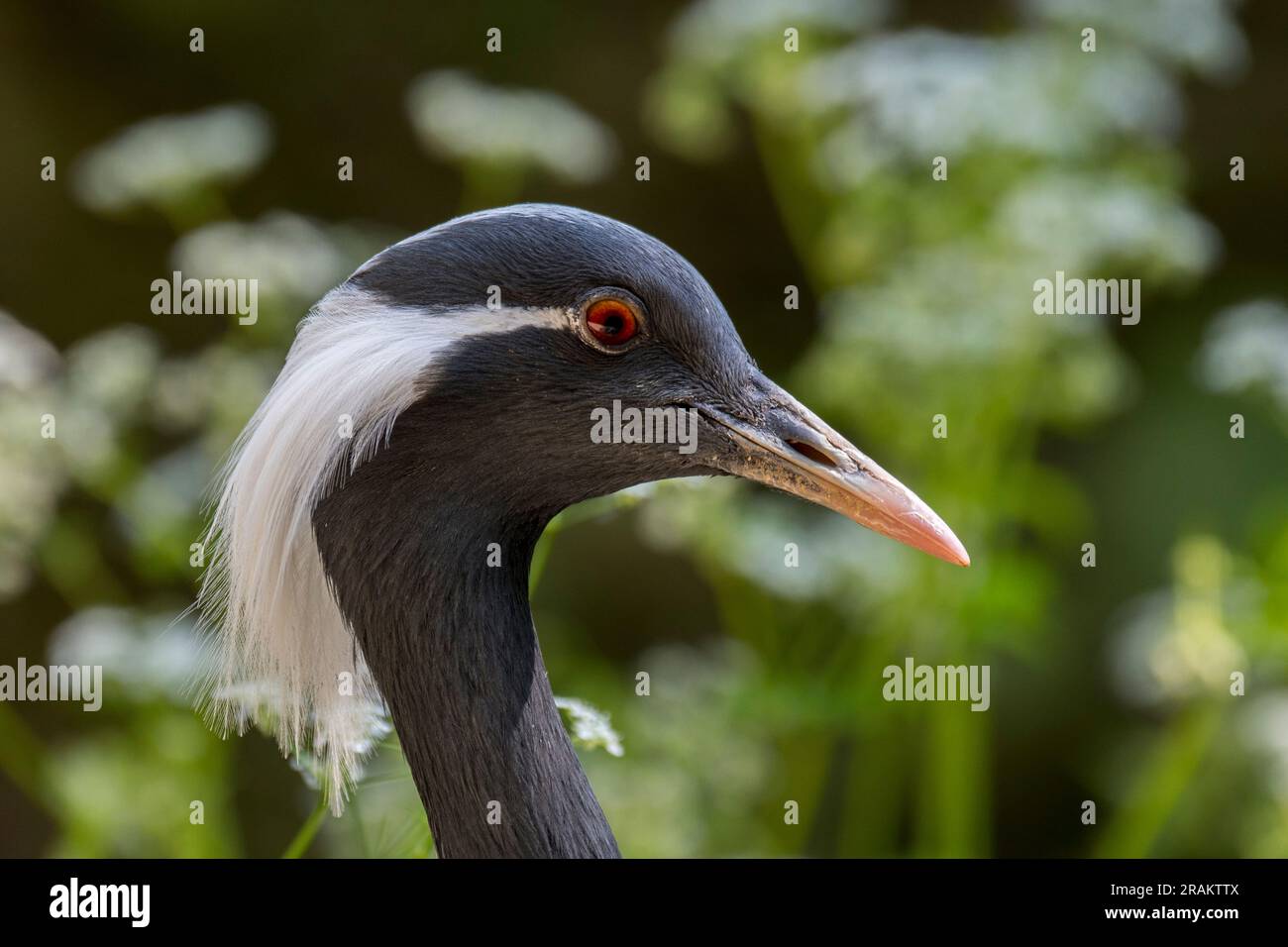 Demoiselle Crane (Grus virgo/Anthropoides virgo) Nahaufnahme des Kopfes, einheimisch in der zentralen Eurosiberie Stockfoto