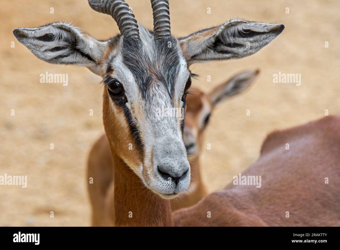 Mhorr-Gazelle (Nanger dama mhorr) mit Feen, ausgestorben in der Wildnis, aber präsent in Gefangenenzuchtprogrammen, heimisch in Afrika Stockfoto