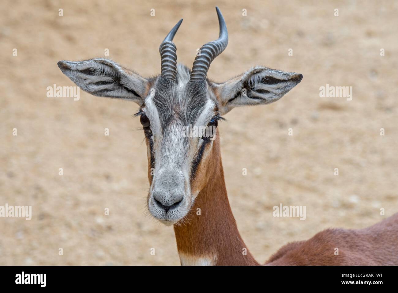Die Mhorr-Gazelle (Nanger dama mhorr) ist in der Wildnis ausgestorben, ist aber in Gefangenenzuchtprogrammen präsent, die in Afrika heimisch sind Stockfoto