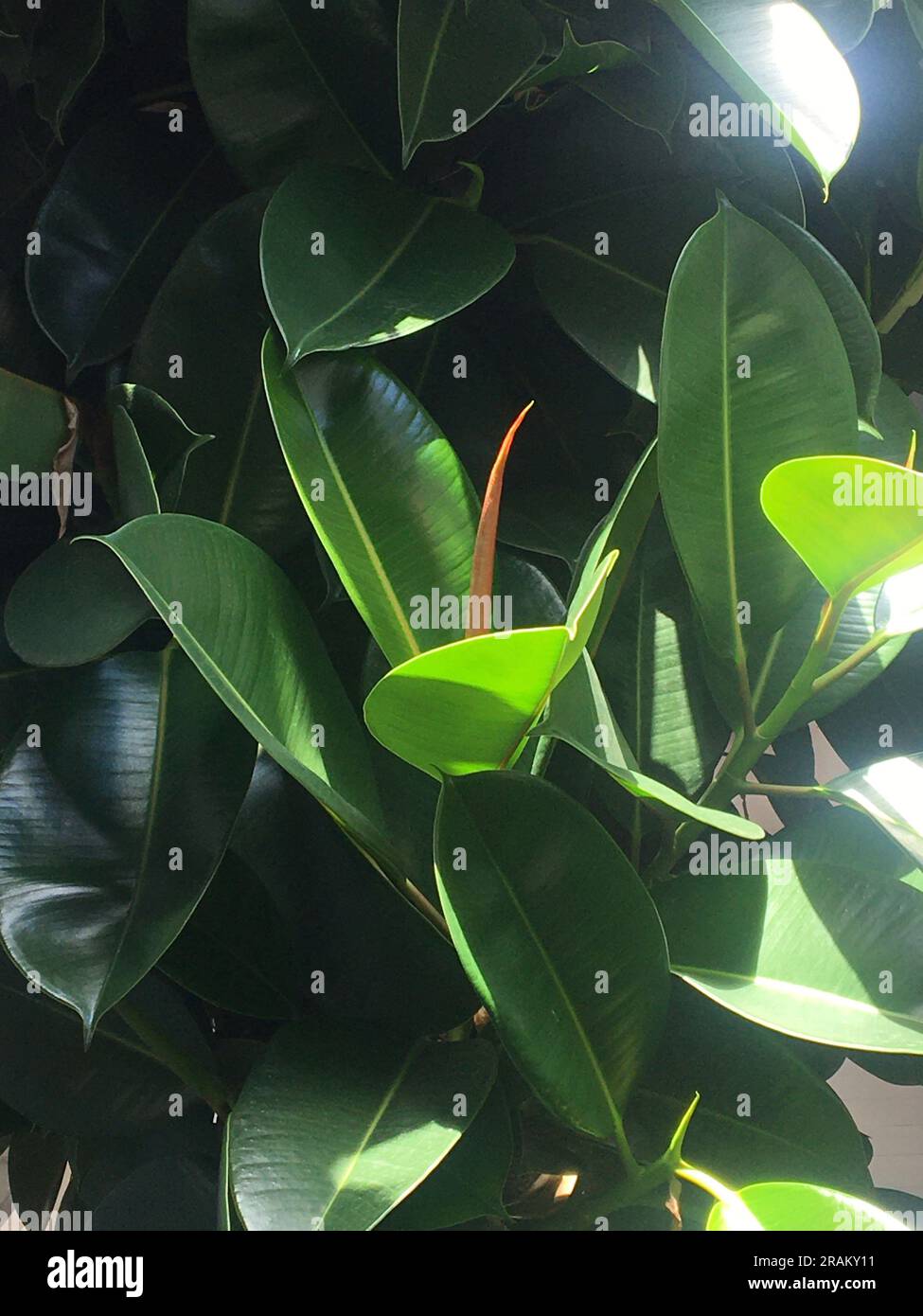 Große grüne Blätter einer Lanze Stockfoto