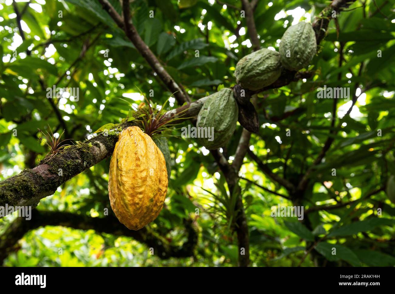 Reife und unreife Arriba Nacional cacao (Theobroma cacao) Fruchtschote, Esmeraldas, Ecuador. Stockfoto