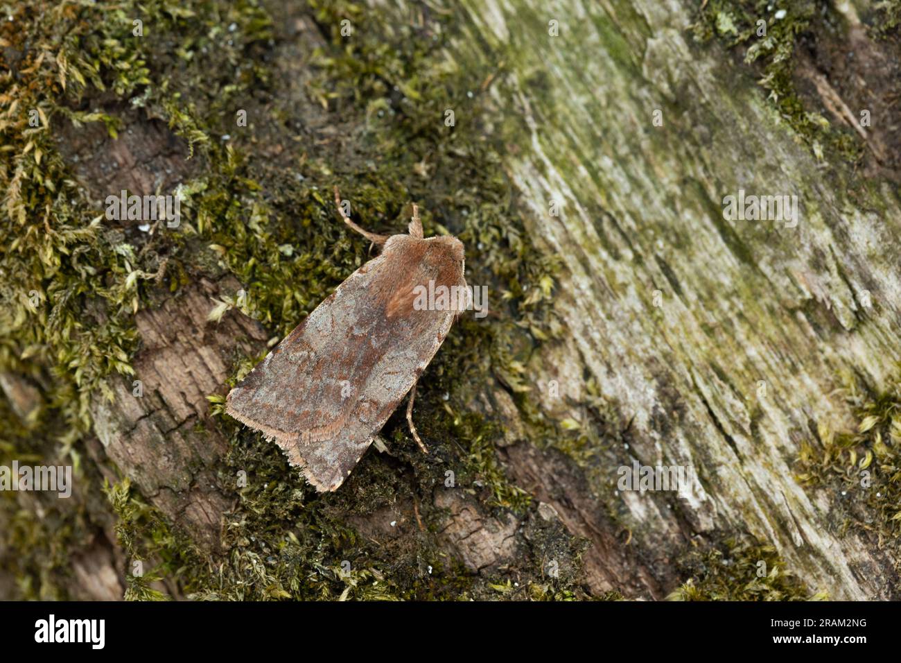 Rote Kastanie Cerastis rubricosa, Imago Roosting, Whitehouse, Tiree, Schottland, Großbritannien, Mai Stockfoto