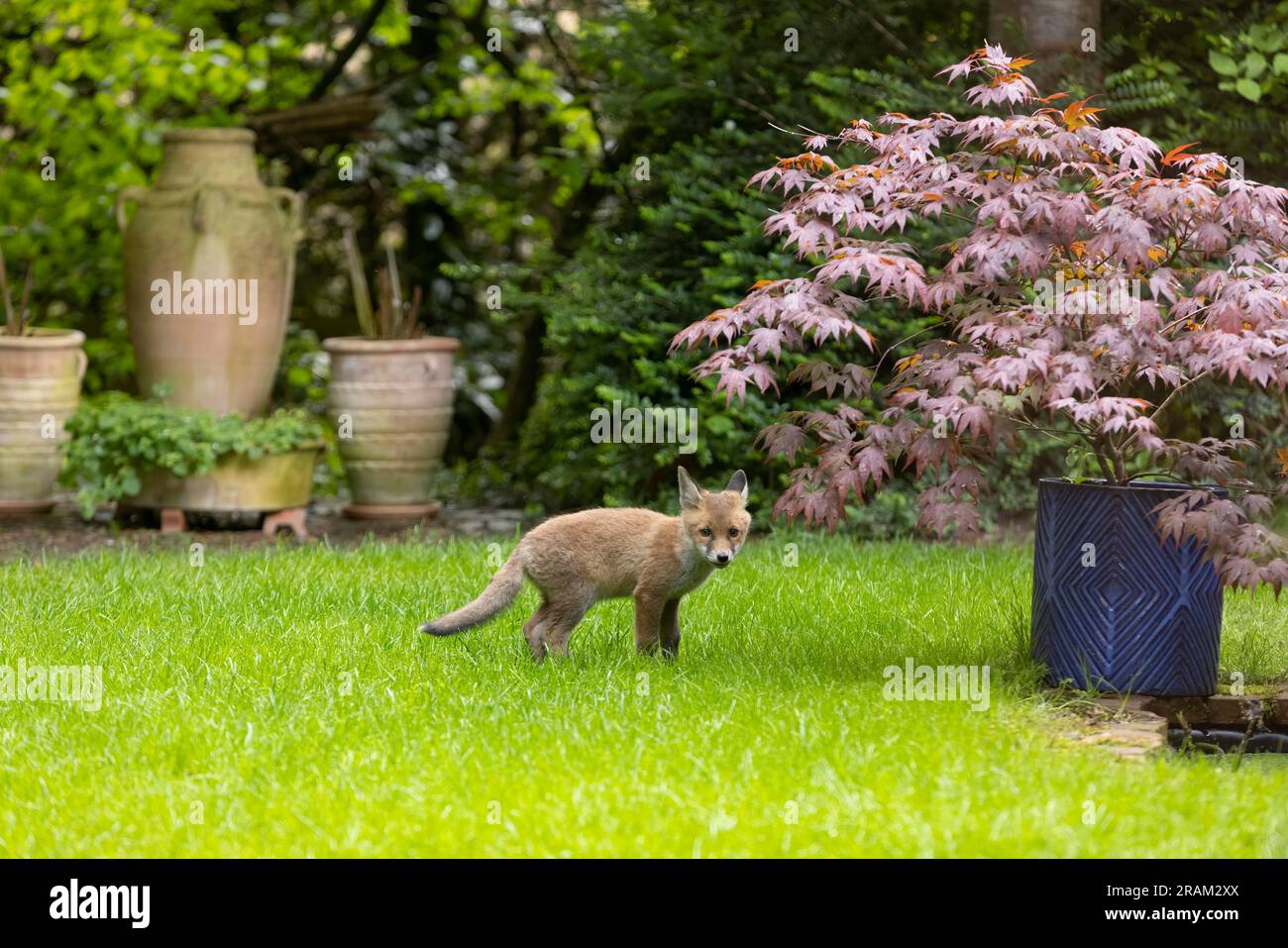 Red Fox Vulpes vulpes, Junges, das den urbanen Garten erkundet, Weston-Super-Mare, Somerset, Großbritannien, Mai Stockfoto