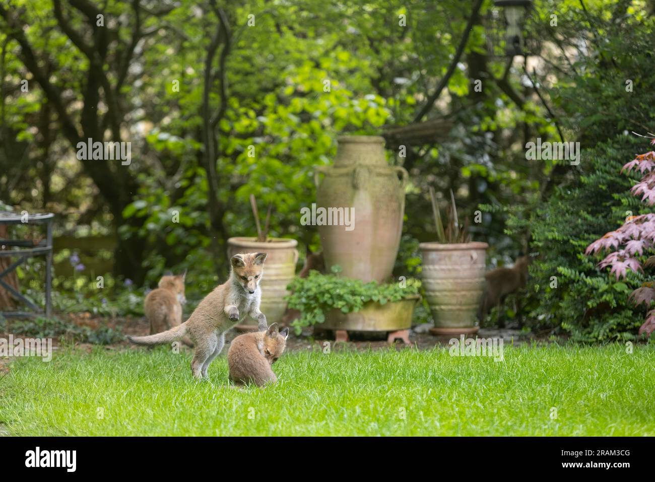 Red Fox Vulpes Vulpes, Jungen, die im städtischen Garten spielen, Weston-Super-Mare, Somerset, Großbritannien, Mai Stockfoto