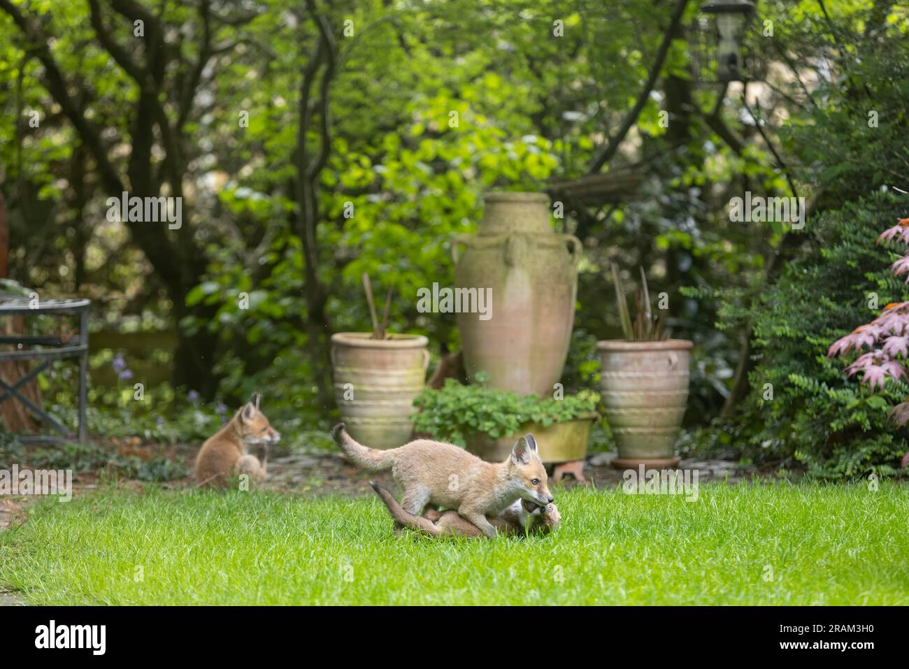 Red Fox Vulpes Vulpes, Jungen, die im städtischen Garten spielen, Weston-Super-Mare, Somerset, Großbritannien, Mai Stockfoto